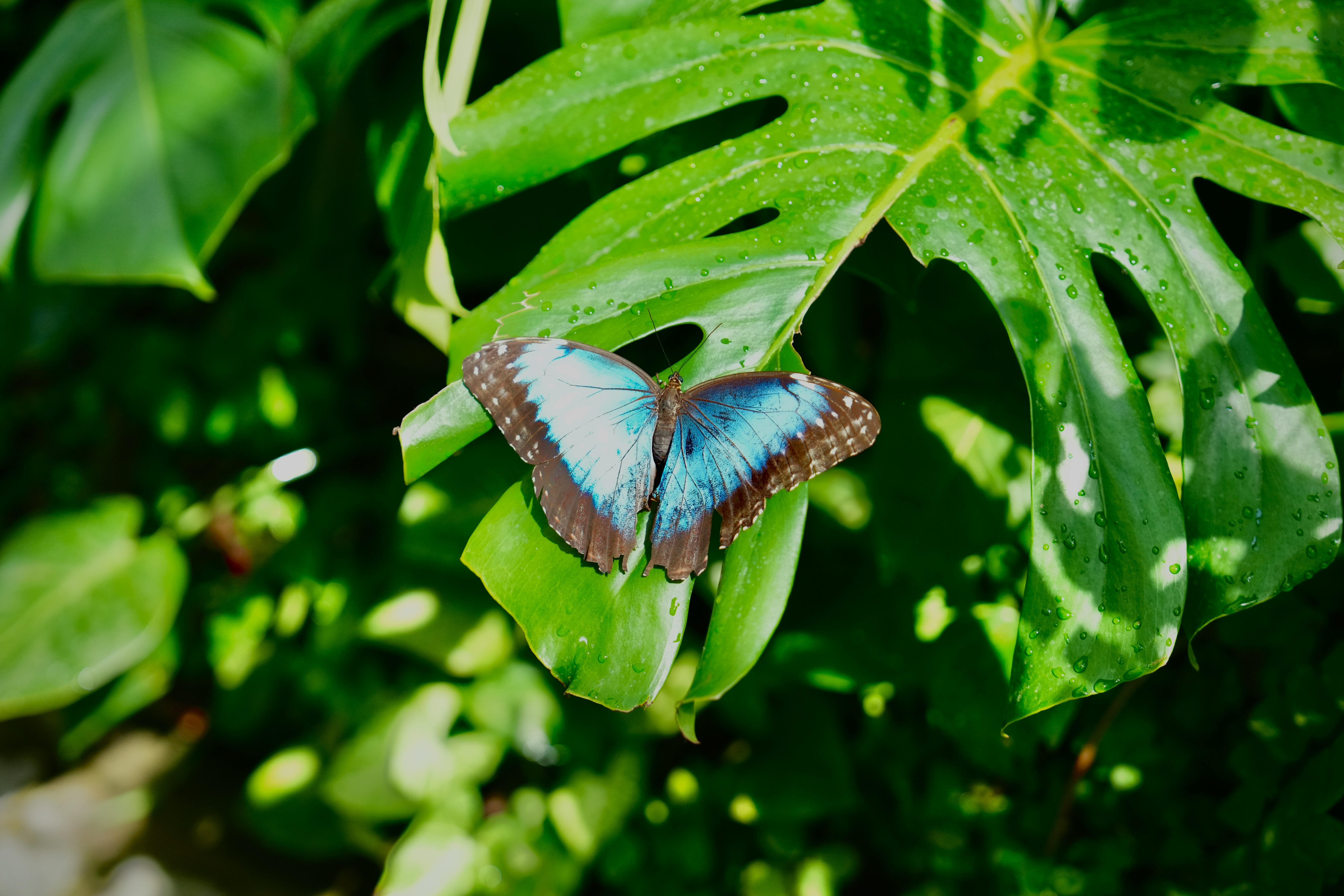 Papillon morpho bleu posé sur une feuille verte avec un fond de feuilles similaires